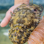 Tôm mũ ni đen (tôm vỗ) sống loại 1 size 2-3 con/kg