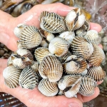 Sò huyết sống loại 1 size 40-50 con/kg