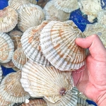 Sò điệp (sò quạt) sống giá tốt size 15-20 con/kg