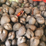 Sò huyết sống loại 1 size 100-130 con/kg