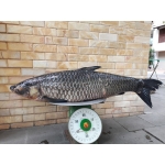 Cá trắm đen sống giá tốt 4-5 kg/con