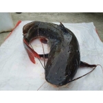 Cá lăng đen sống giá tốt, bổ dưỡng 1,5-2 kg/con