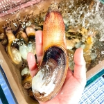 Tu hài sống giá tốt, từ thiên nhiên 10-15 con/kg