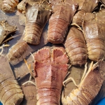 Tôm mũ ni trắng (tôm vỗ) tươi sống size 6-7 con/kg