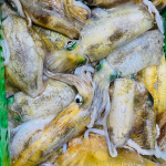 Mực lá câu tươi ngon đặc biệt 1kg/con