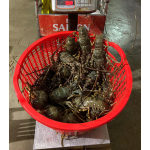 Tôm hùm xanh đông lạnh size 3 - 4 con/kg