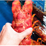 Tôm mũ ni đỏ (tôm vỗ) đông lạnh 3-4 con/kg