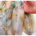 Mực ống câu đông lạnh loại 1 size 9-12 con/kg