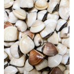 Nghêu biển thiên nhiên sống size 20-30 con/kg