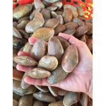 Ngao hoa (sò lụa) sống, loại 1 size 30-40 con/kg