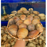 Sò dương sống size 5-6 con/kg