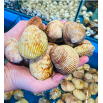 Sò dương sống loại lớn giá tốt size 6-7 con/kg