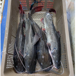 Cá lăng đuôi đỏ sống vừa bắt, tươi mới 2-2,5 kg/con