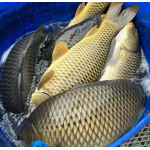 Cá chép sống mới đánh bắt an toàn thơm ngon size 1-2 kg/con