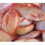 Cá điêu hồng đã làm sạch giá tốt . 0,5-1 kg/con