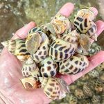 Ốc hương sống nuôi an toàn giá tốt 40-50 con/kg