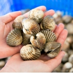 Sò huyết sống thiên nhiên size 20-30 con/kg