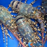 Tôm hùm bông (tôm hùm sao) sống loại 1 size 300-500 gr