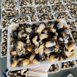 Cồi hàu điếu thiên nhiên đông lạnh