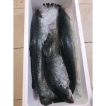 Cá hồi tươi nguyên con nhập khẩu 5-6 kg/con