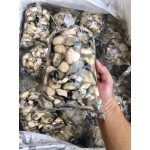 Ruột hàu sữa (hào sữa) tươi sống Gói 500gr