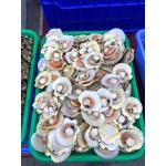 Sò điệp (sò quạt) sống, thịt dai ngon size 30-40 con/kg