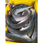 Cá xương xanh thiên nhiên tươi nguyên con 2 kg/con