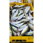 Cá chỉ vàng tươi mới đánh bắt giá tốt 6-8 con/kg