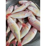 Cá phèn tươi loại 1 đã làm sạch, tươi rói 4-5 con/kg