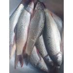 Cá trôi đã làm sạch thịt thơm ngon bổ dưỡng 1,5-2 kg/con