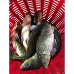 Cá trắm đen còn sống, vừa đánh bắt 3-4 kg/con