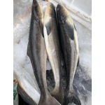 Cá bớp sống, nuôi an toàn còn bơi 4-5 kg/con