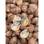 Sò dương thiên nhiên còn sống size 8-10 con/kg