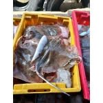 Cá đuối tươi nguyên con loại 1 size 4-5 kg/con