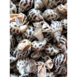 Ốc hương thiên nhiên sống vừa đánh bắt 20-30 con/kg