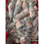 Cá mó tươi (cá lưỡi mèo) loại 1 size 8-10 con/kg