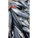 Cá nục tươi nguyên con vừa đánh bắt 8-10 con/kg