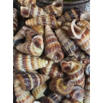 Ốc len sống, vừa đánh bắt Loại lớn