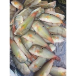 Cá mó tươi (cá lưỡi mèo) giá tốt hôm nay 6-8 con/kg