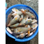 Cá mó tươi(cá lưỡi mèo) đã làm sạch, giá tốt 10-15 con/kg