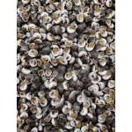 Ốc mỡ sống sống 30-40 con/kg