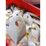 Cá chim trắng biển tươi sạch thơm ngon 1,5-2 kg/con