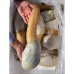 Ốc vòi voi sống siêu ngon 1-1,5 kg/con