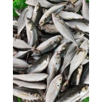 Cá bạc má tươi ngon bổ dưỡng 7-8 con/kg