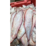 Cá lưỡi trâu tươi mới đánh bắt làm sạch 6-7 con/kg