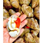 Sò lụa đỏ sống, vừa đánh bắt size 20-30 con/kg