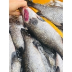 Cá chẽm tươi sống từ thiên nhiên giá tốt 4-5 kg/con