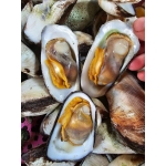 Sò vẹo sống từ thiên nhiên đảm bảo ngon size 25-30 con/kg