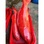 Cá mú đỏ còn tươi rói, đảm bảo thơm ngon 1 - 3 kg/con