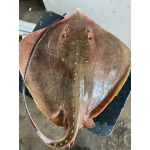 Cá đuối tươi nguyên con 2 kg/con